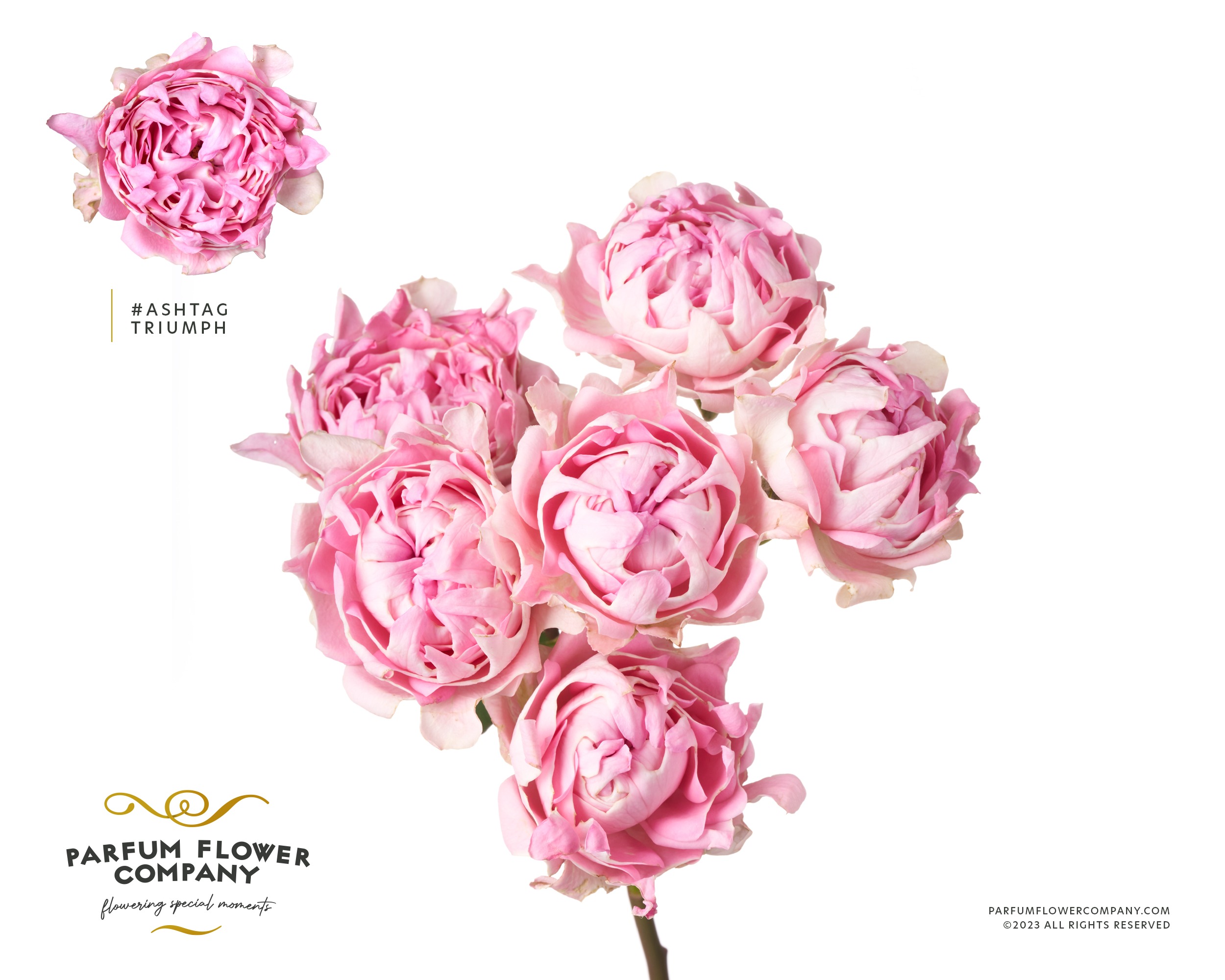 Срезанные цветы оптом Rosa spray hashtags trophy от 12шт из Голландии с доставкой по России