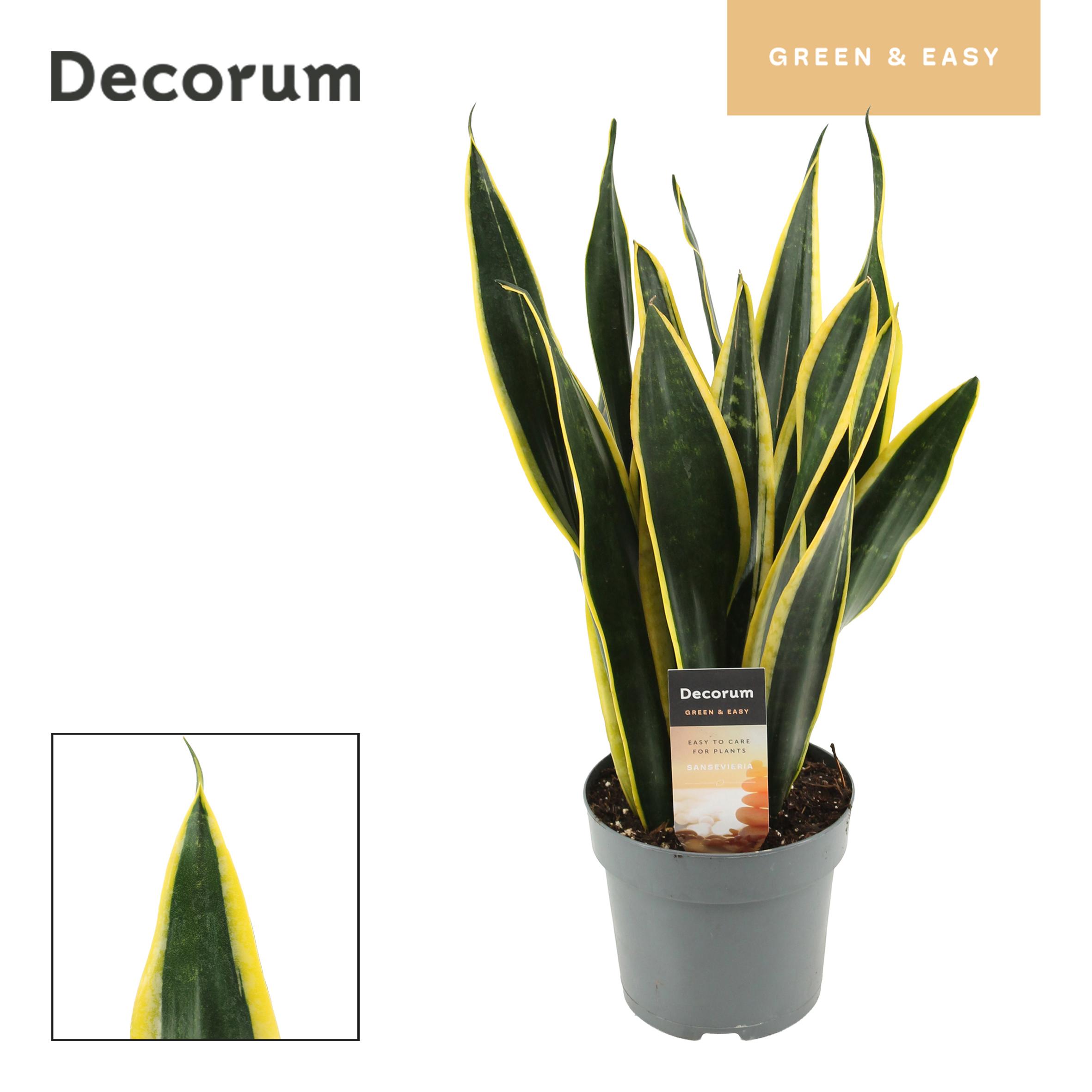 Горшечные цветы и растения оптом Sansevieria Black Gold (decorum) от 7шт из Голландии с доставкой по России