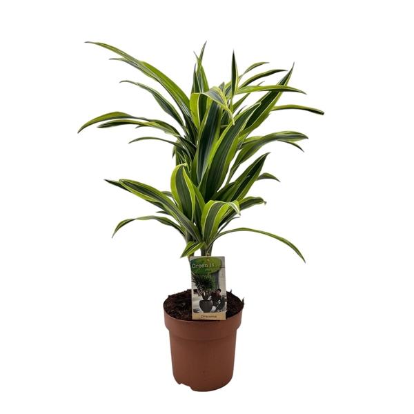 Горшечные цветы и растения оптом Drac Lemon Lime 30-15 от 1шт из Голландии с доставкой по России