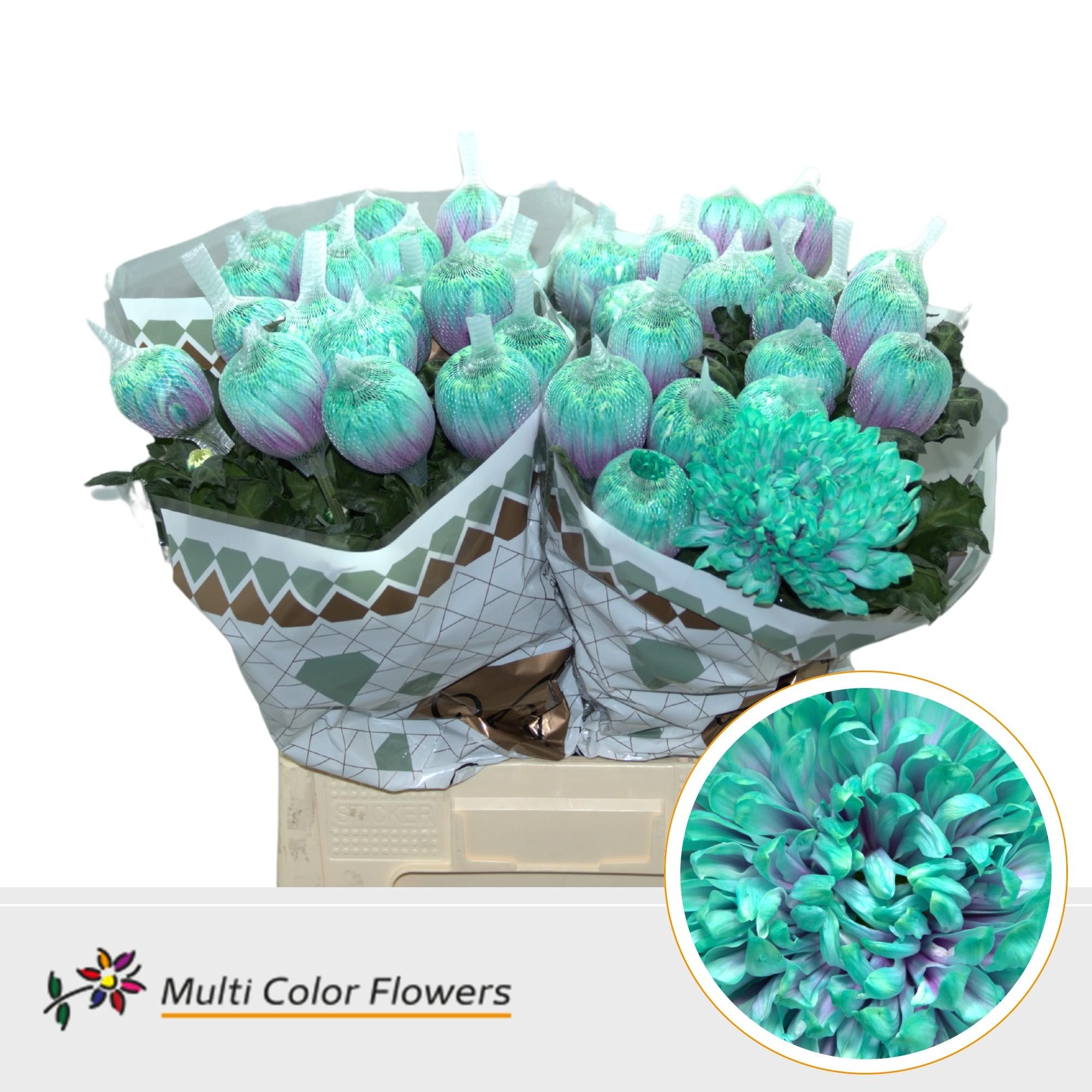 Срезанные цветы оптом Chrys bl paint antonov joker от 40шт из Голландии с доставкой по России