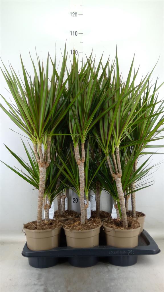 Горшечные цветы и растения оптом Dracaena Marg. от 6шт' из Голландии с доставкой по России