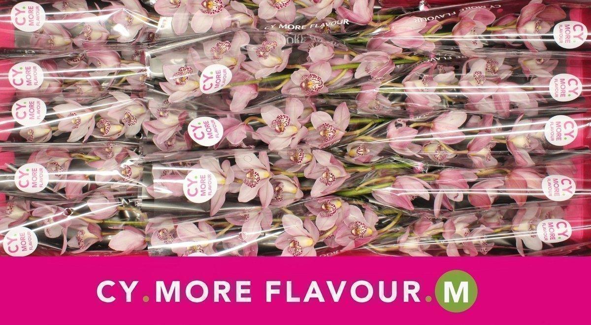 Срезанные цветы оптом Minicymbidium peachlet irene от 15шт из Голландии с доставкой по России