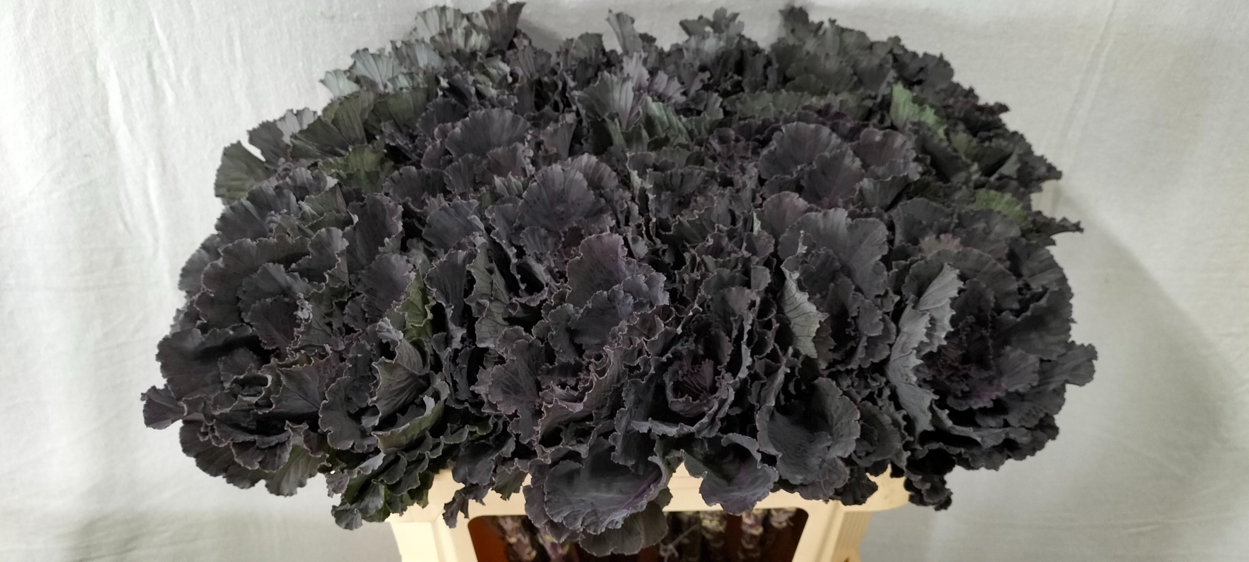 Срезанные цветы оптом Brassica black leaf от 30шт из Голландии с доставкой по России
