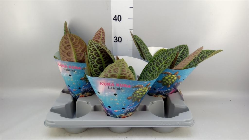 Горшечные цветы и растения оптом Labisia Obtusifolia kura Kura от 3шт из Голландии с доставкой по России