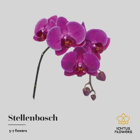 Срезанные цветы оптом Phalaenopsis anthura stellenbosch (per stem) от 24шт из Голландии с доставкой по России