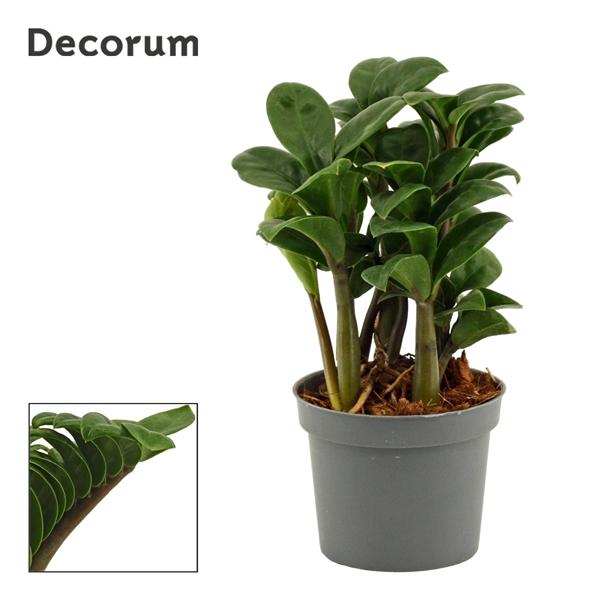 Горшечные цветы и растения оптом Zamioculcas Zenzi Natural (decorum) от 12шт (для телеги) из Голландии с доставкой по России