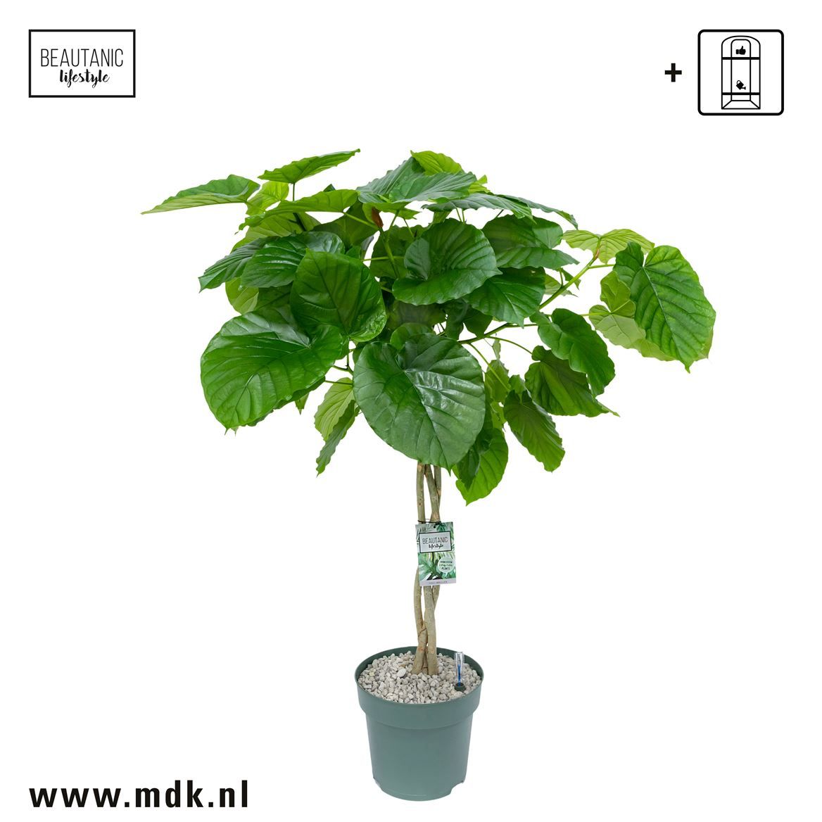 Горшечные цветы и растения оптом Ficus Umbellata Twisted Stem (bark) от 1шт из Голландии с доставкой по России