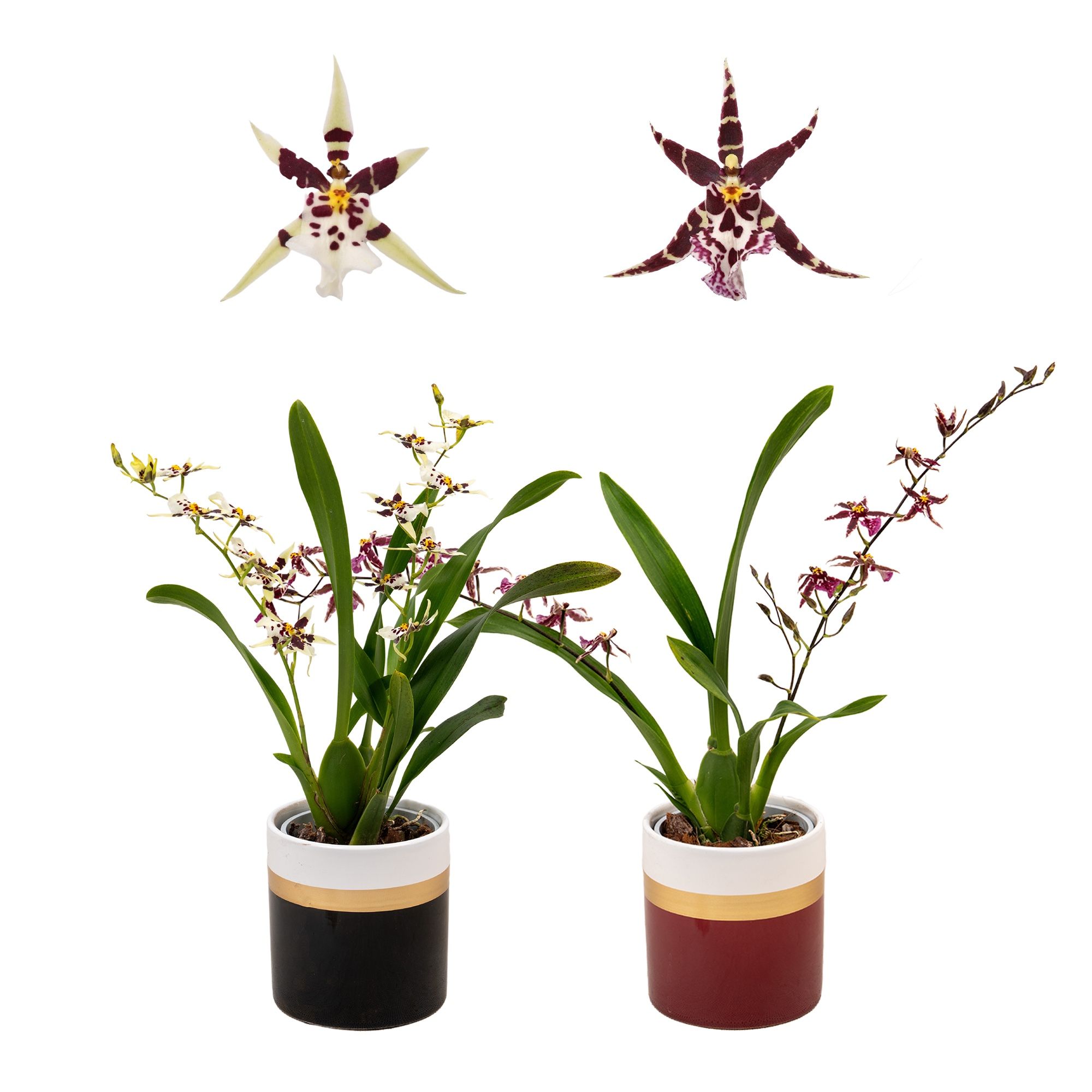 Горшечные цветы и растения оптом Brassia 1-2st Titanium Treasure Ceramic от 8шт (для телеги) из Голландии с доставкой по России