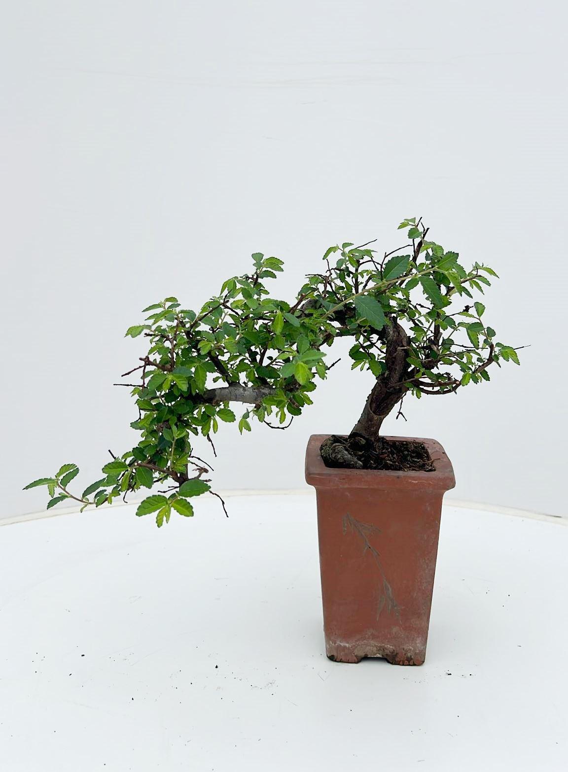 Горшечные цветы и растения оптом Bonsai Cascade от 7шт из Голландии с доставкой по России