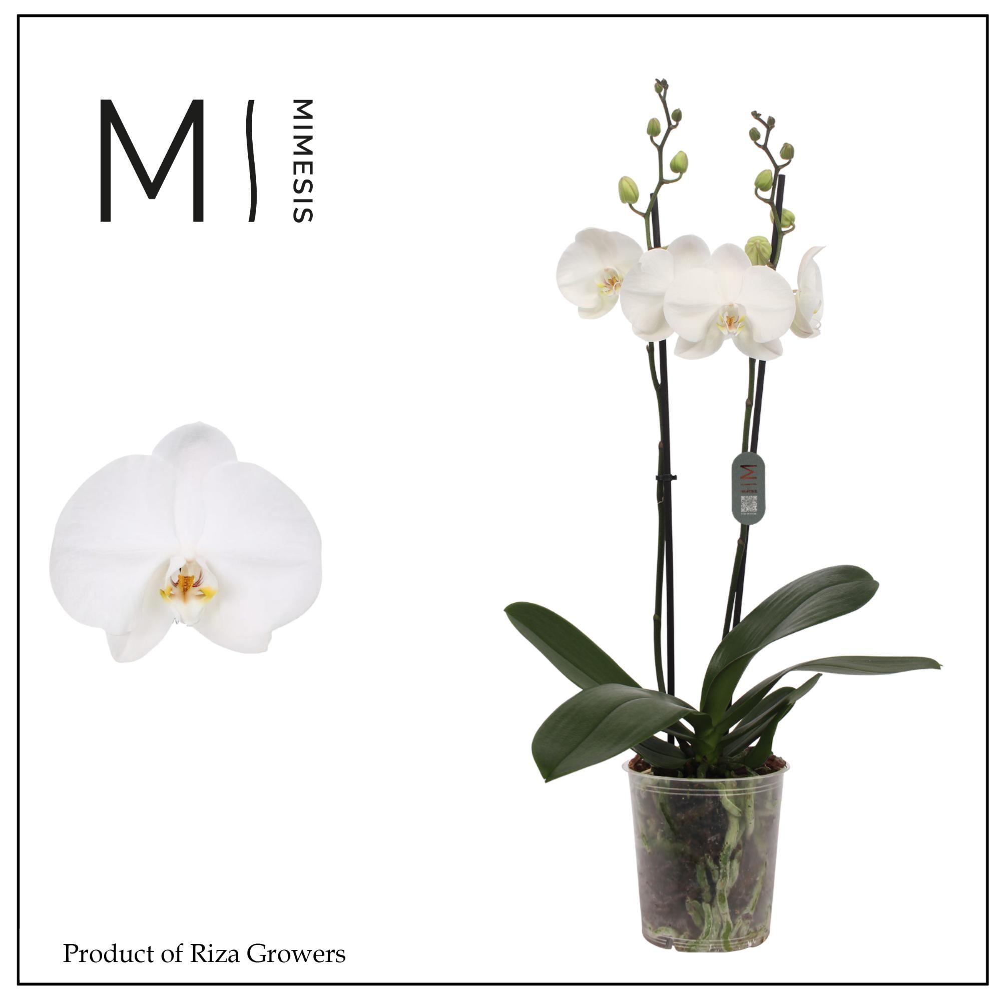 Горшечные цветы и растения оптом Phalaenopsis Ural 2 Spike - 12cm | Mimesis от 10шт из Голландии с доставкой по России