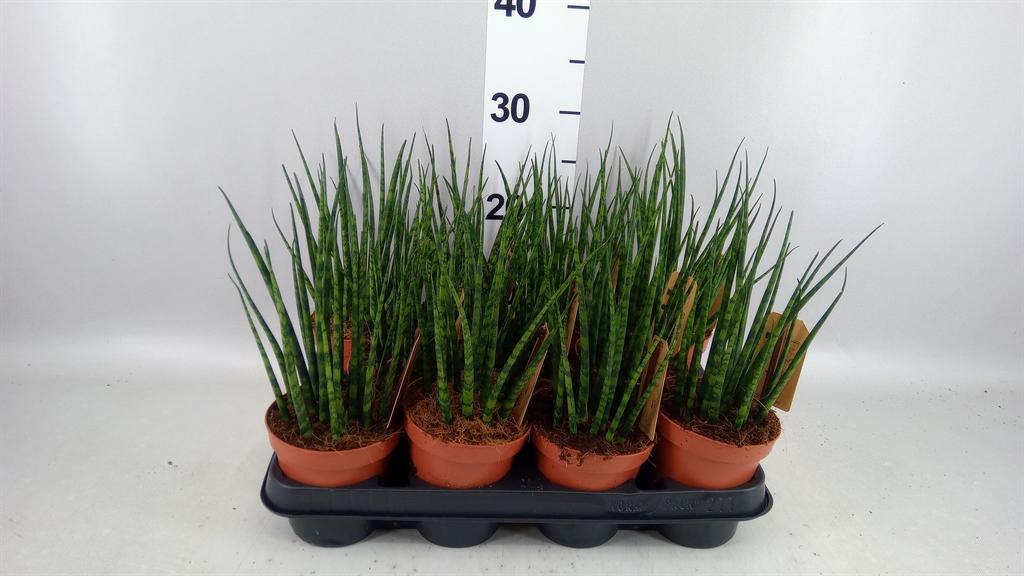 Горшечные цветы и растения оптом Sansevieria fernwood от 11шт из Голландии с доставкой по России