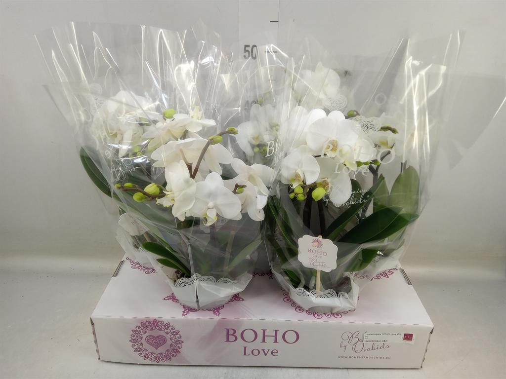 Горшечные цветы и растения оптом Phalaenopsis   ...white от 5шт из Голландии с доставкой по России