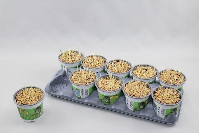 Горшечные цветы и растения оптом Kattengras от 10шт из Голландии с доставкой по России