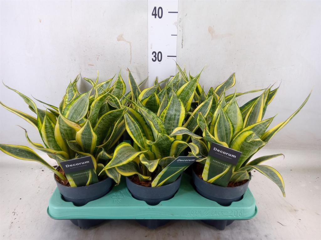 Горшечные цветы и растения оптом Sansevieria Siam Gold 12 Cm (decoru от 6шт из Голландии с доставкой по России