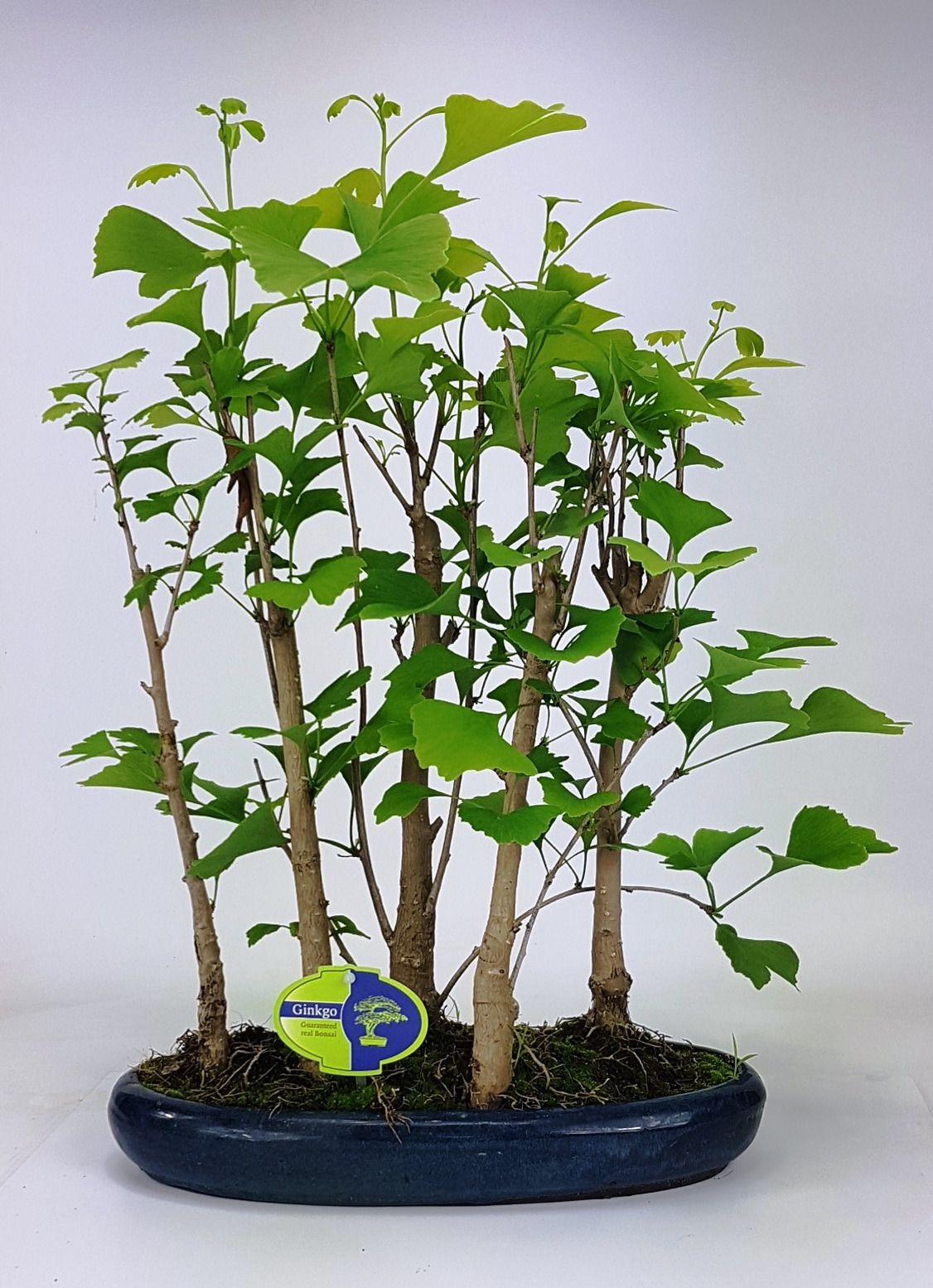 Горшечные цветы и растения оптом Bonsai Ginkgo Biloba Group 5 Stem от 2шт из Голландии с доставкой по России