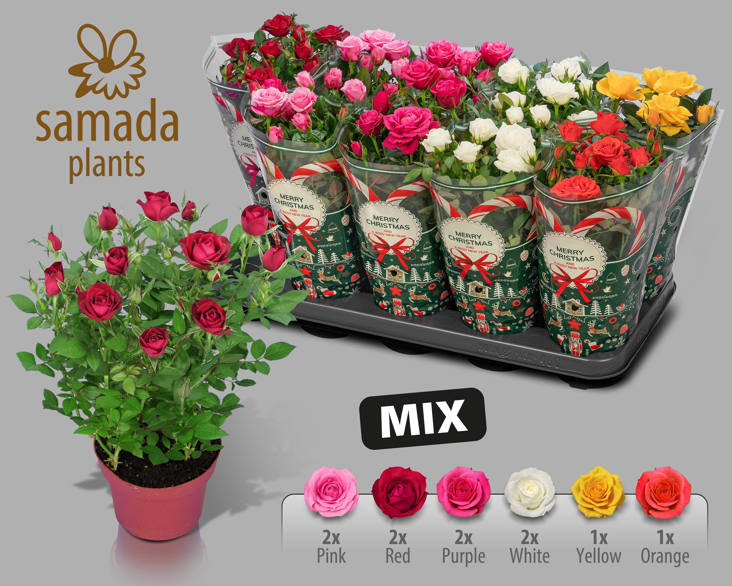 Горшечные цветы и растения оптом Ro Samadapl Gem 6 Sr от 10шт из Голландии с доставкой по России
