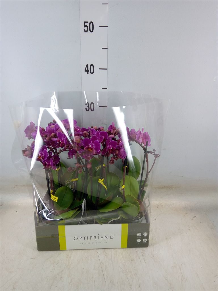 Горшечные цветы и растения оптом Phalaenopsis Multi.   ...lilac от 8шт (для телеги) из Голландии с доставкой по России
