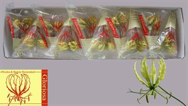 Срезанные цветы оптом Gloriosa lutea от 50шт из Голландии с доставкой по России
