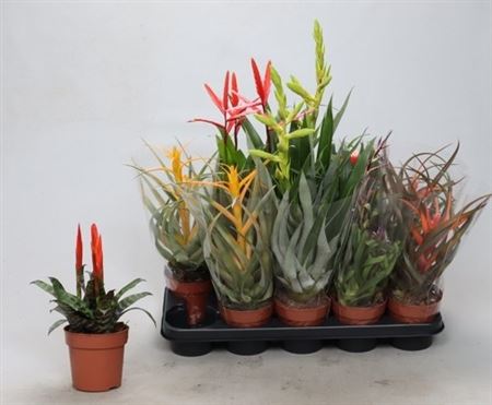 Горшечные цветы и растения оптом Bromelia Gem от 10шт из Голландии с доставкой по России