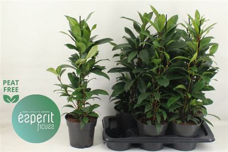 Горшечные цветы и растения оптом Ficus Cyathipulia Compacta от 6шт из Голландии с доставкой по России