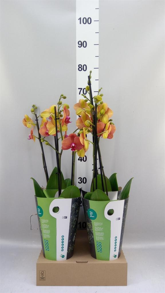 Горшечные цветы и растения оптом Phalaenopsis ...orange от 4шт из Голландии с доставкой по России