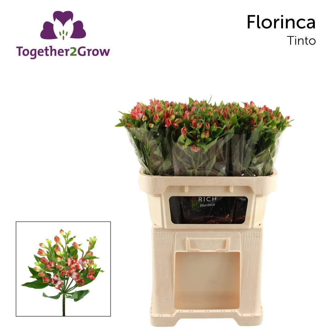 Срезанные цветы оптом Alstroemeria fl tinto от 80шт из Голландии с доставкой по России