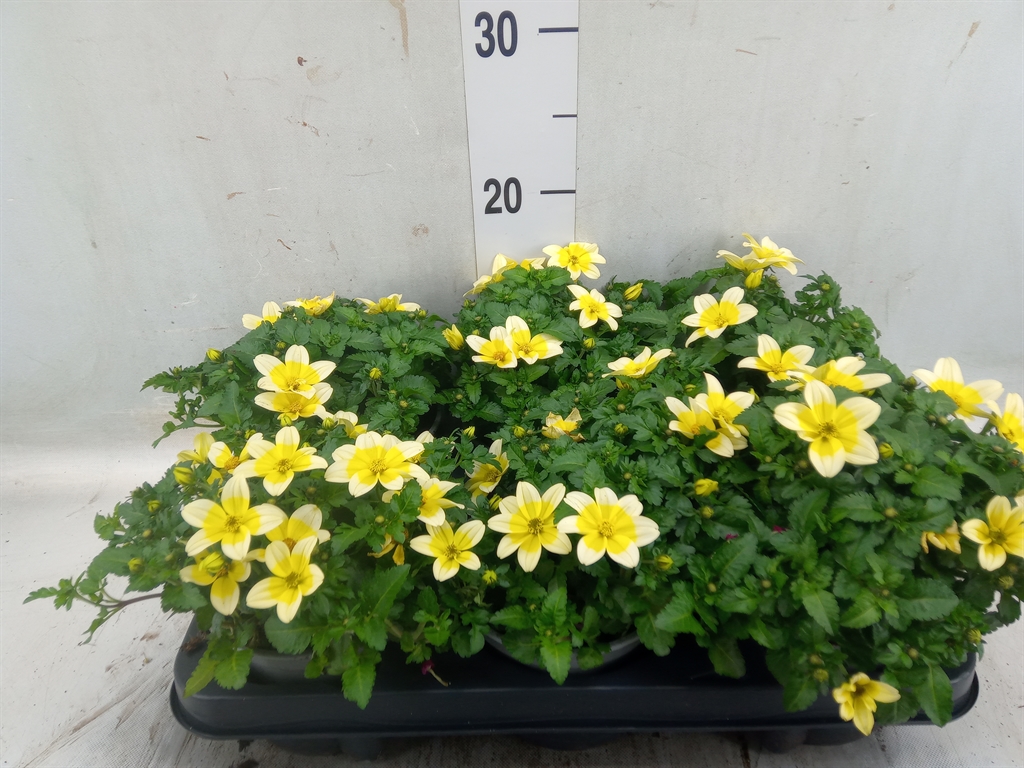 Горшечные цветы и растения оптом Bidens   ... от 6шт из Голландии с доставкой по России