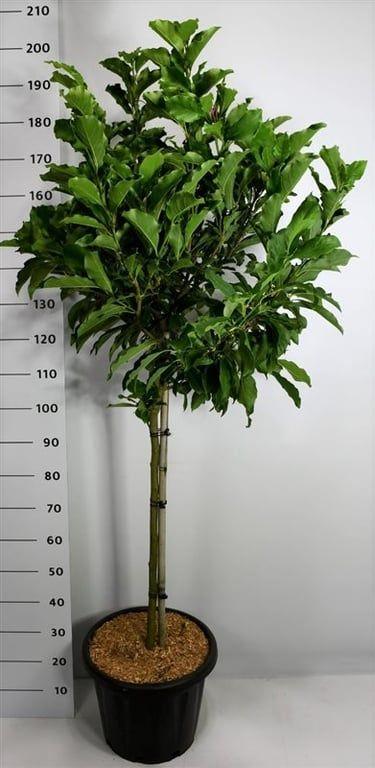 Горшечные цветы и растения оптом Magnolia Susan On Stem от 1шт из Голландии с доставкой по России