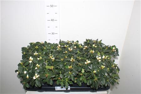 Горшечные цветы и растения оптом Rhodo Si Witte Vogel от 6шт из Голландии с доставкой по России