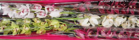 Срезанные цветы оптом Minicymbidium mix christmas от 4шт. из Голландии с доставкой по России