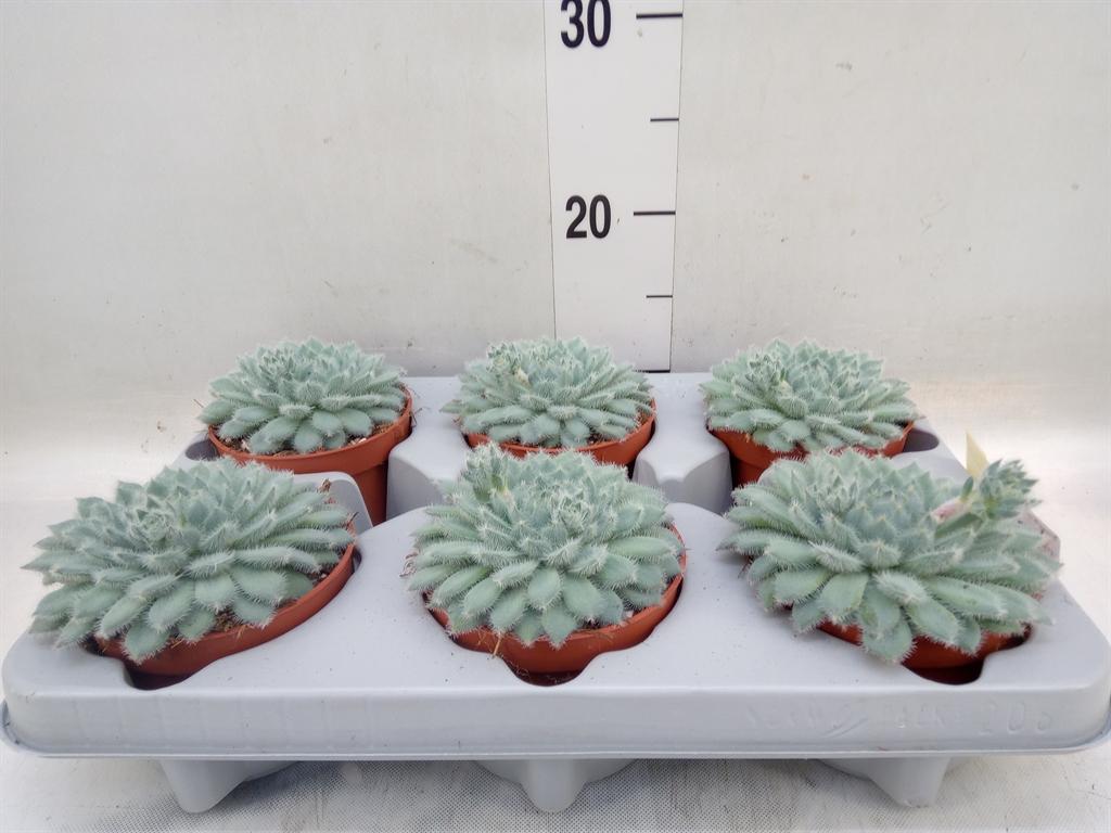 Горшечные цветы и растения оптом Echeveria Setosa от 6шт из Голландии с доставкой по России