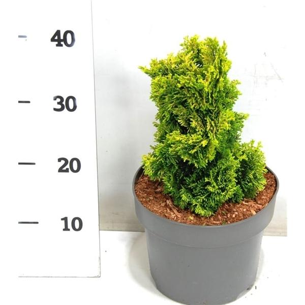 Горшечные цветы и растения оптом Chamaecyparis Obt Aurora от 1шт из Голландии с доставкой по России