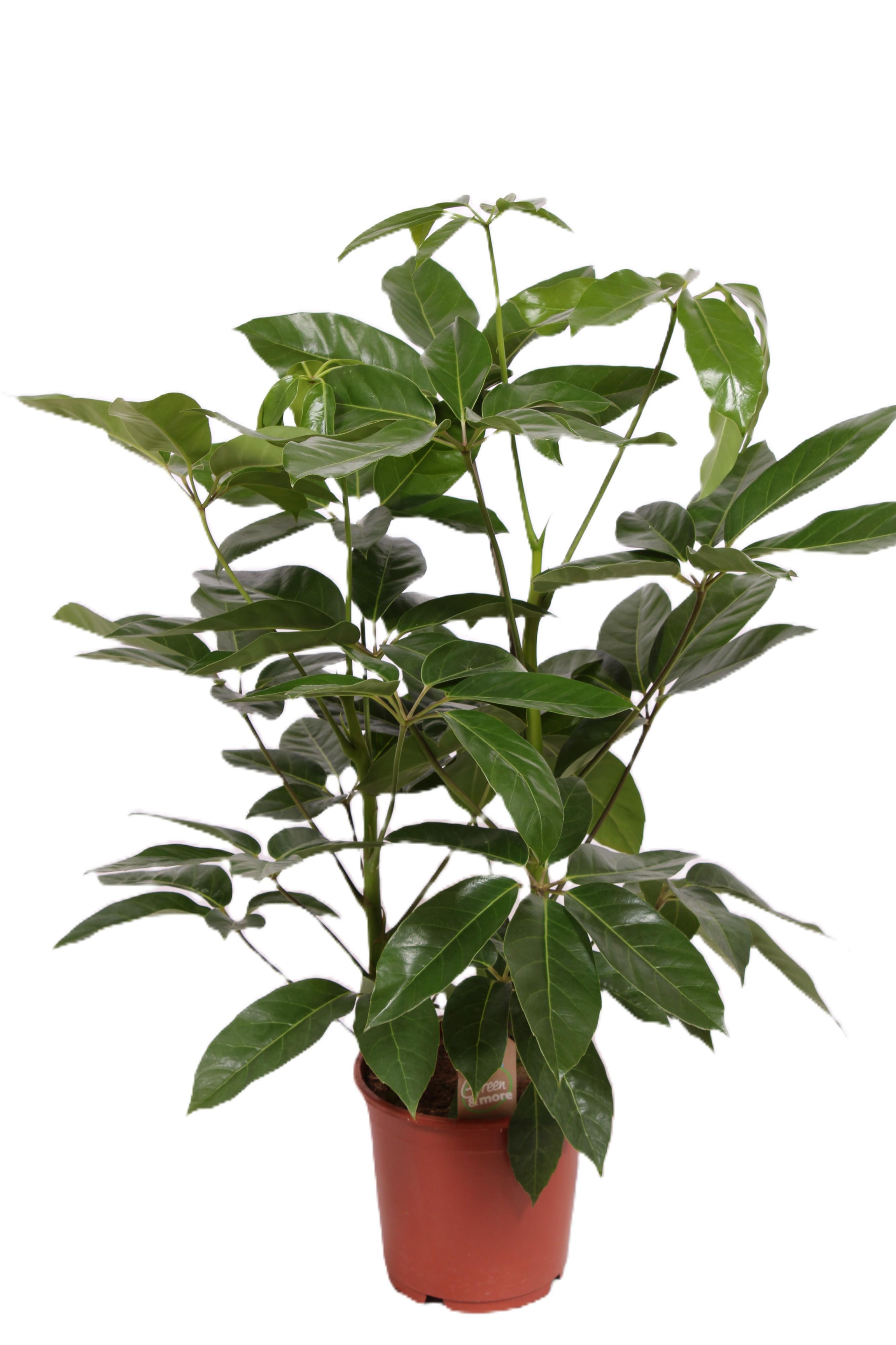 Горшечные цветы и растения оптом Schefflera Amate от 1шт из Голландии с доставкой по России