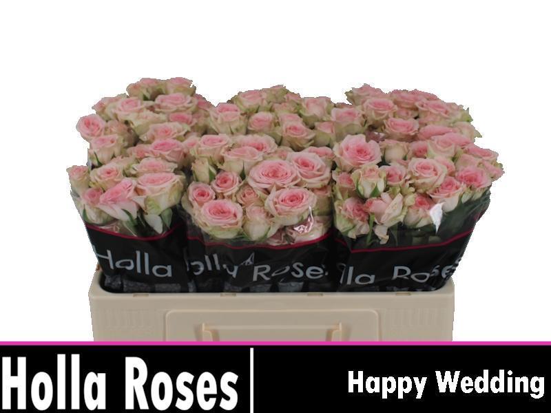 Срезанные цветы оптом Rosa spray happy wedding от 30шт из Голландии с доставкой по России