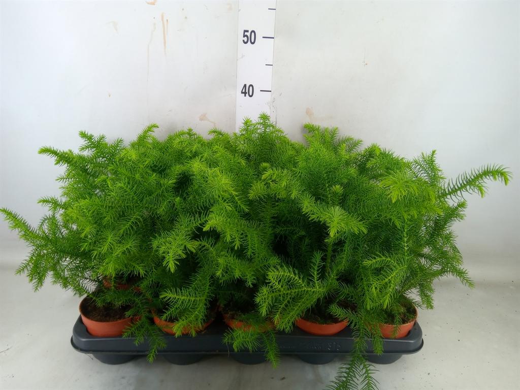 Горшечные цветы и растения оптом Araucaria Heterophylla от 15шт из Голландии с доставкой по России