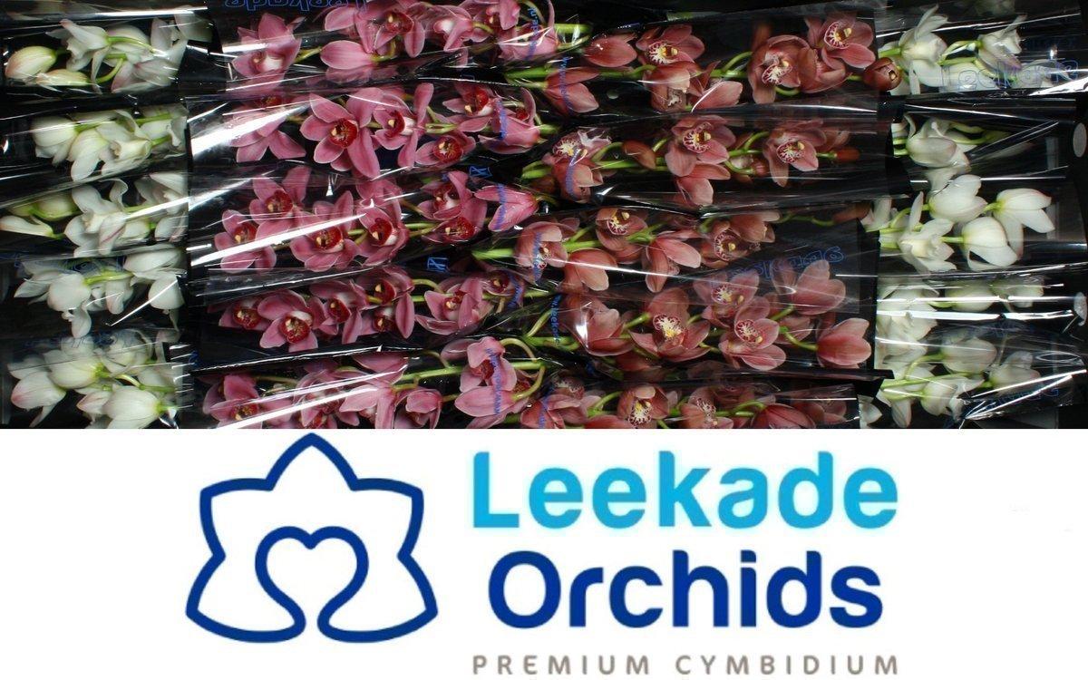 Срезанные цветы оптом Minicymbidium mix от 24шт из Голландии с доставкой по России