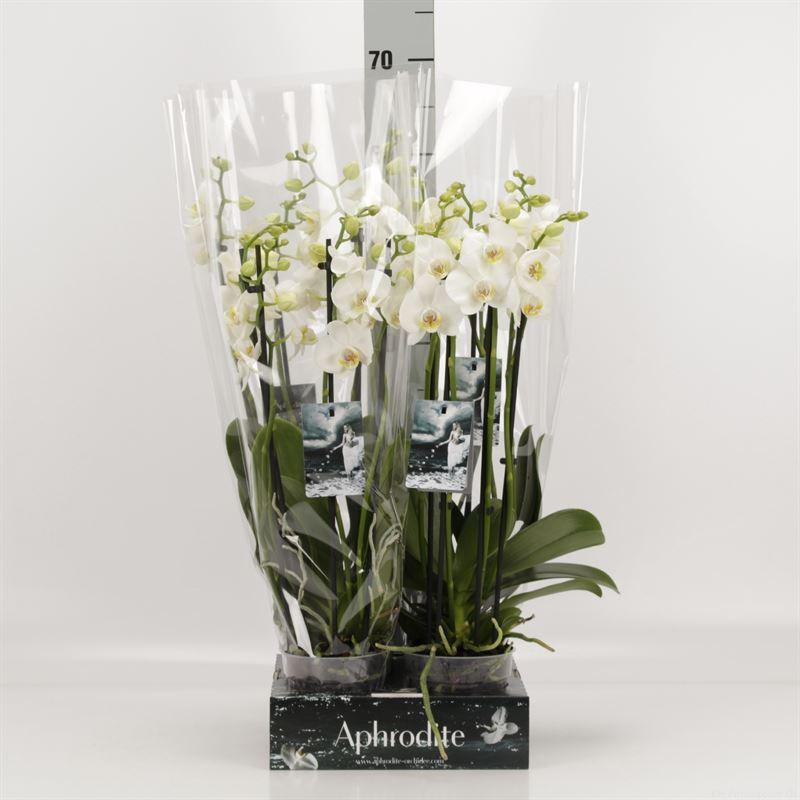 Горшечные цветы и растения оптом Phalaenopsis   ...white от 4шт' из Голландии с доставкой по России