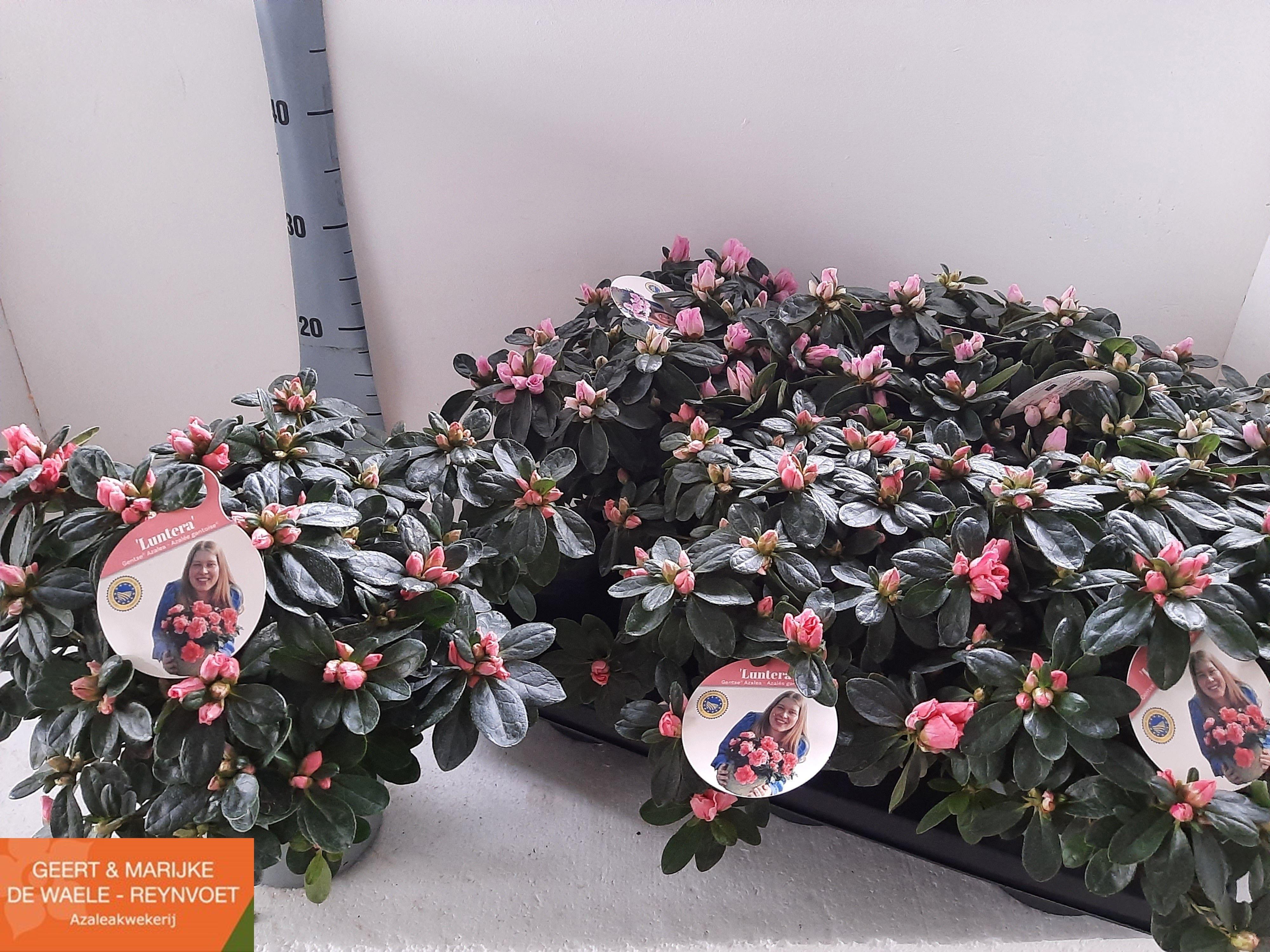 Горшечные цветы и растения оптом Rhodo Si Rose Vogel от 6шт из Голландии с доставкой по России