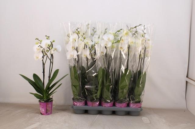 Горшечные цветы и растения оптом Phal Ov Wit от 10шт' из Голландии с доставкой по России