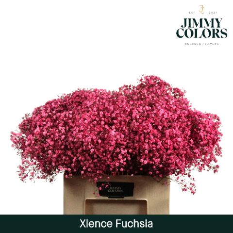 Срезанные цветы оптом Gyps large paint fuchsia от 25шт из Голландии с доставкой по России