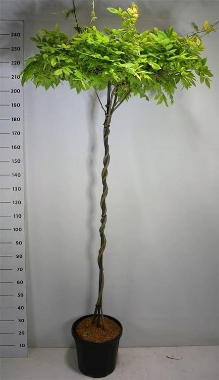 Горшечные цветы и растения оптом Wisteria Brach Yokohama Fuji On Stem от 1шт из Голландии с доставкой по России