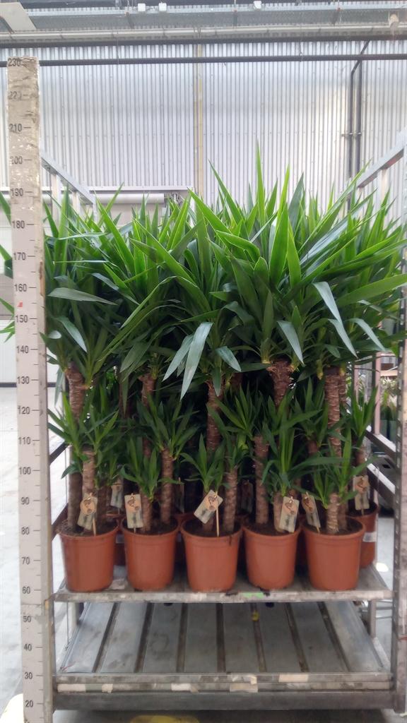 Горшечные цветы и растения оптом Yucca ... от 1шт из Голландии с доставкой по России