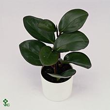 Горшечные цветы и растения оптом Peperomia Clusiifolia Red Margin от 10шт из Голландии с доставкой по России