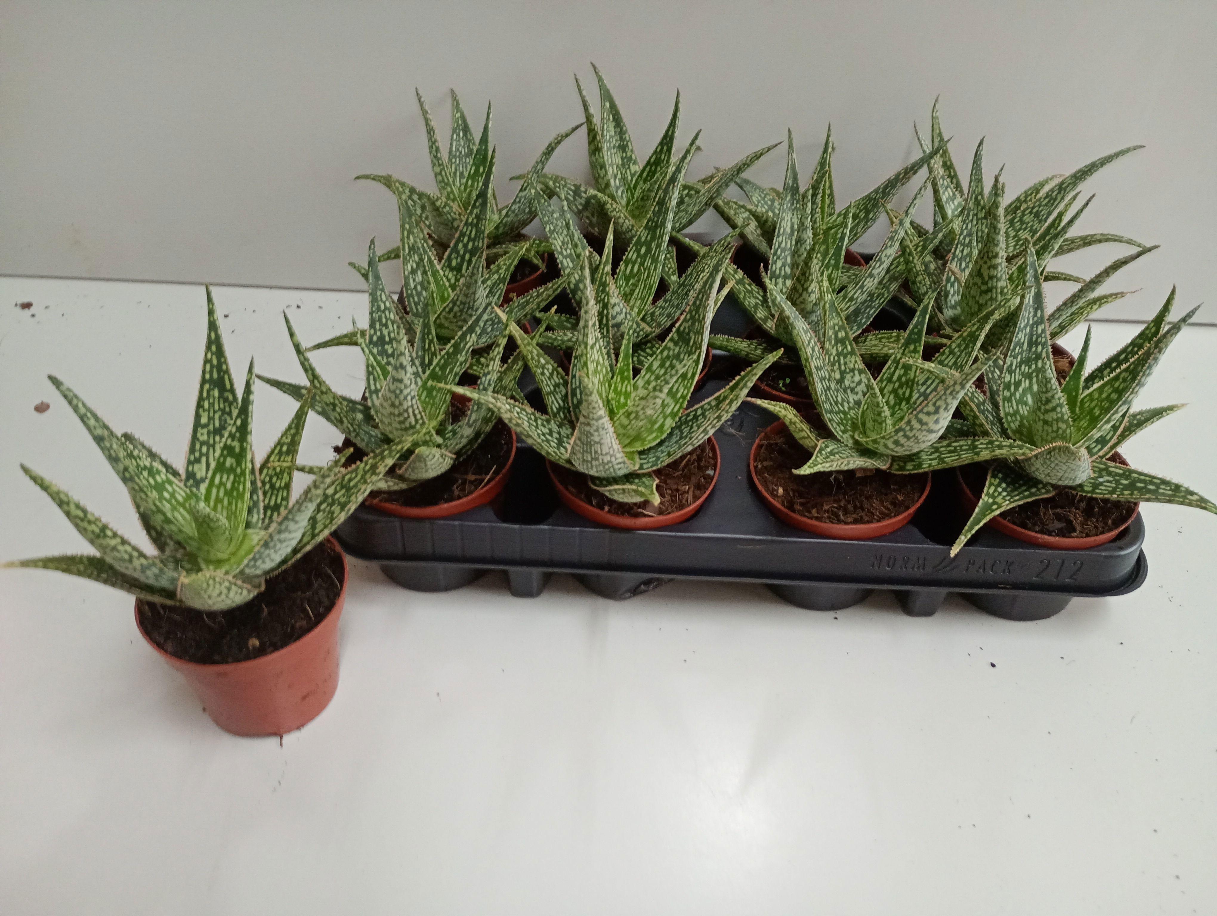 Горшечные цветы и растения оптом Aloe Ov от 12шт (для телеги) из Голландии с доставкой по России