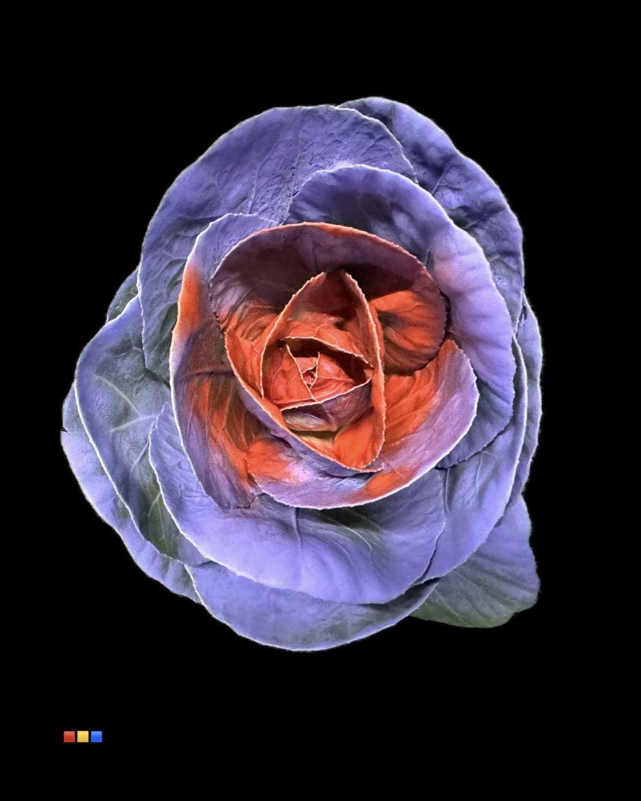 Срезанные цветы оптом Brassica paint milka + red eye от 20шт из Голландии с доставкой по России