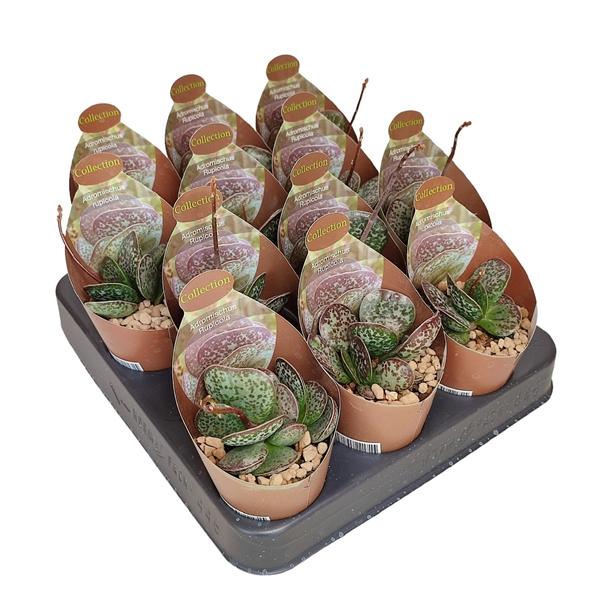 Горшечные цветы и растения оптом Adromischus Rupicola Potcover от 12шт (для телеги) из Голландии с доставкой по России