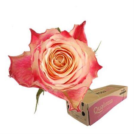 Срезанные цветы оптом Rosa large chapeau от 260шт из Голландии с доставкой по России