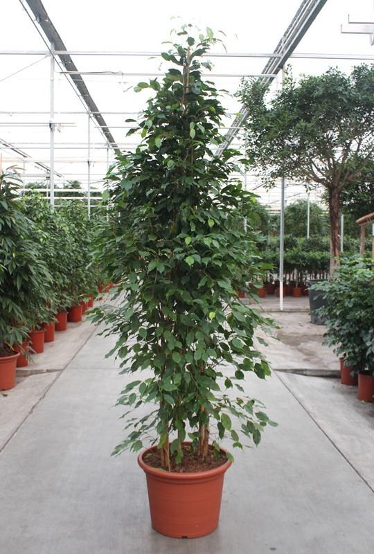 Горшечные цветы и растения оптом Ficus Be Exotica от 1шт из Голландии с доставкой по России