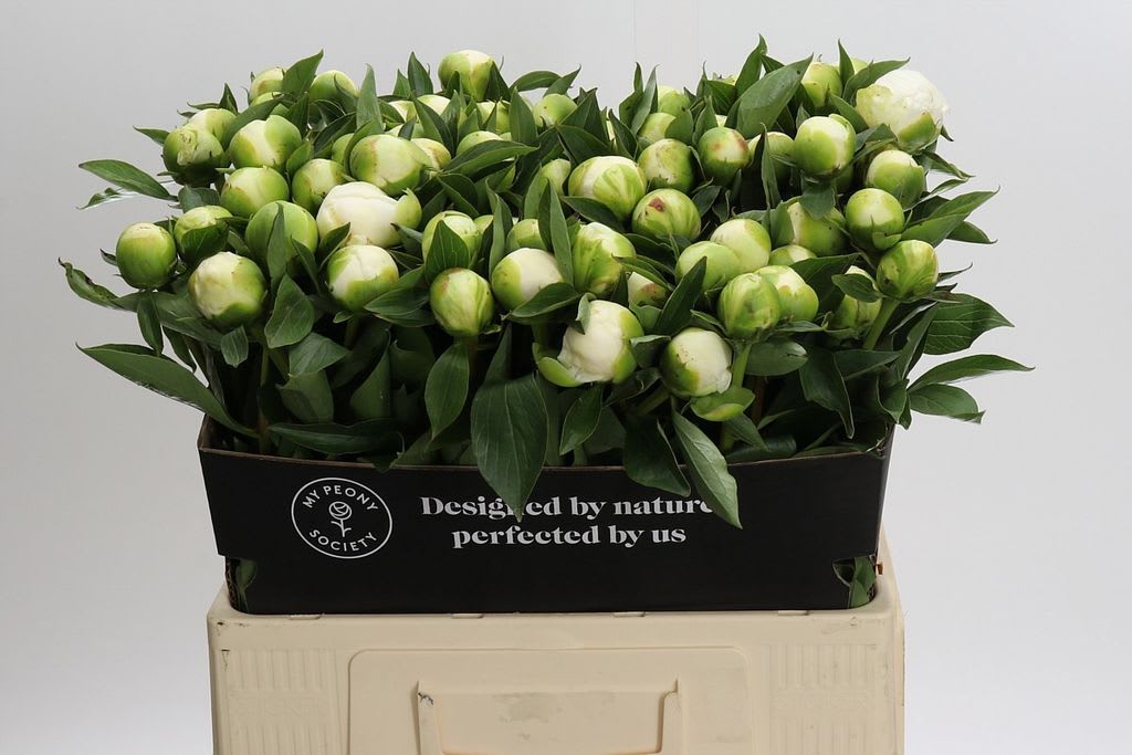 Срезанные цветы оптом Paeonia duchess de nemours от 80шт. из Голландии с доставкой по России