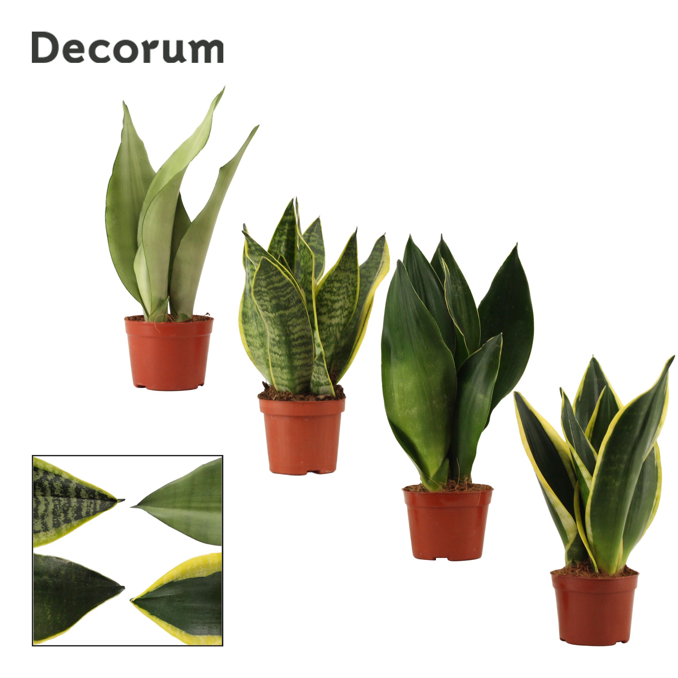 Горшечные цветы и растения оптом Sansevieria Super Mix (decorum) от 18шт (для телеги) из Голландии с доставкой по России